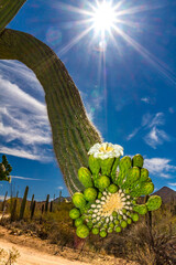 Saguaro Cactus Blossoms