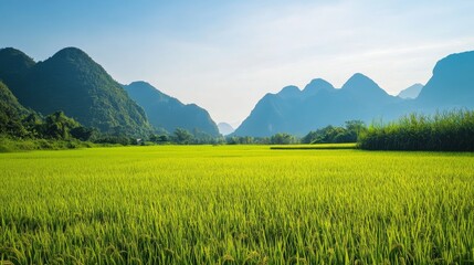 Fototapeta premium Rice field with lush green plants and mountains in the background. Showcasing the scenic beauty and agricultural harmony. Ideal for travel magazines and environmental documentaries.