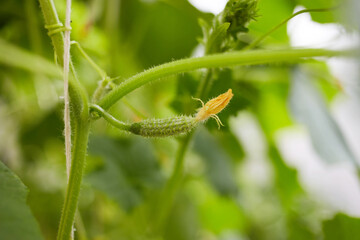 The ovary of a small cucumber grows in a greenhouse. Organic farming.