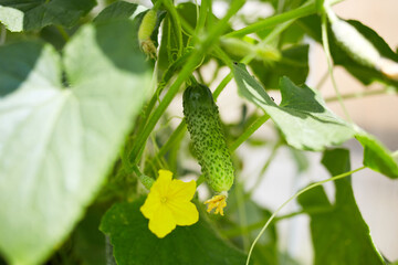 Green cucumbers grow in a greenhouse. Organic growing of vegetables.
