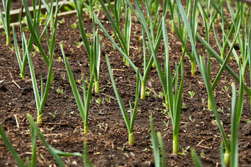 Young garlic grows in the garden. Organic growing of vegetables.