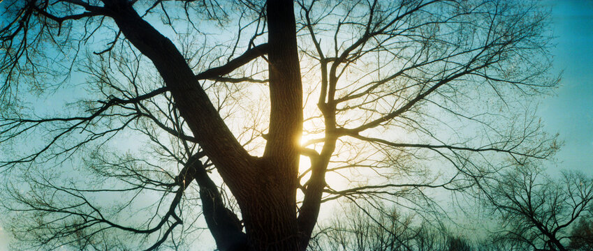 Panoramic view of sunlight shining through a bare tree, Prospect Park, Brooklyn, Manhattan, New York City, New York State, USA.
