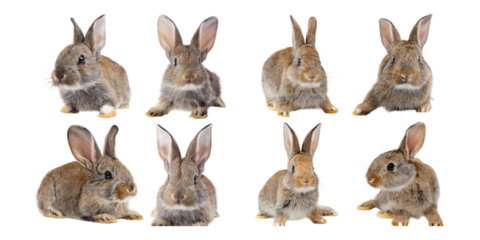 Eight Adorable Rabbits Posing in Various Angles and Expressions, isolated on transparent background
