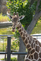 円山動物園のキリン