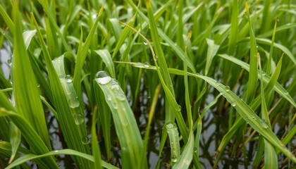 a close up of water droplets on rice plants in a flooded paddy field