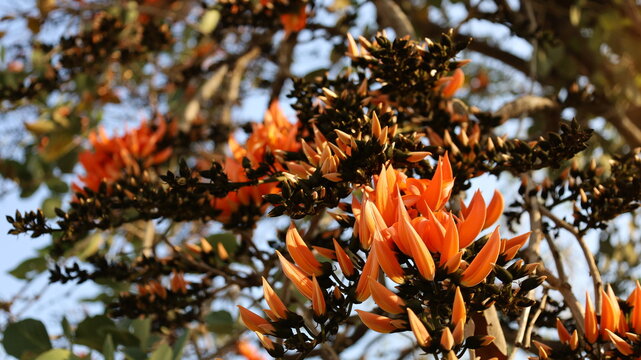 Orange Palasha flower bouquet. Red orange flowers of Bastard Teak, Bengal Kino, Flame of the Forest (Butea monosperma) blooming beautifully on green blurred branches background with selective focus