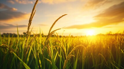 Fototapeta premium Rice field during sunset. Capturing the golden light over the rice plants. Emphasizing the serene and picturesque quality of rice cultivation. Ideal for travel articles and nature photography.