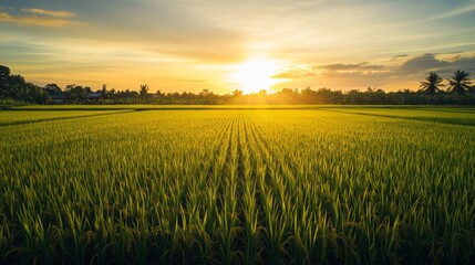 Rice field during sunset. Capturing the golden light over the rice plants. Emphasizing the serene and picturesque quality of rice cultivation. Ideal for travel articles and nature photography.
