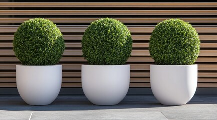 Three Lush Green Boxwood Balls in Elegant White Planters Against a Modern Wooden Wall