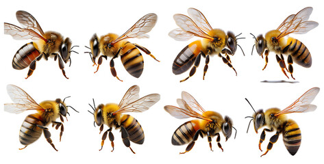 Close-Up Images of Realistic Honey Bees in Various Poses, isolated on transparent background