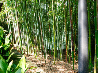 Fototapeta premium botanical island with flowers and natural park