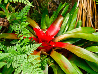 Obraz premium botanical island with flowers and natural park