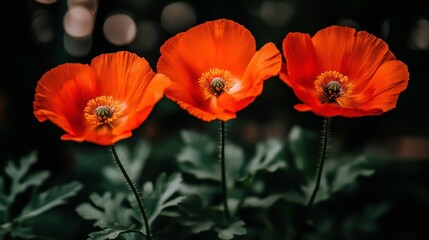 Fototapeta premium Vibrant orange poppies in bloom nature photography botanical garden close-up view floral beauty