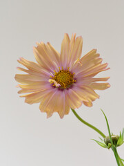 オレンジ色のコスモス