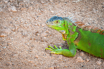 Large juvenile green iguana crawling on the ground