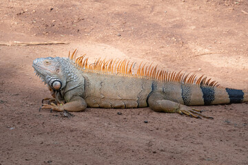 Large green iguana crawling on the ground