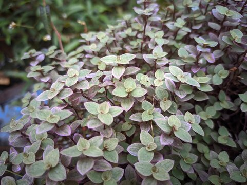 Callisia repens, also known as creeping inchplant or turtle vine, is a succulent creeping plant from the family Commelinaceae. This species comes from Central and South America.