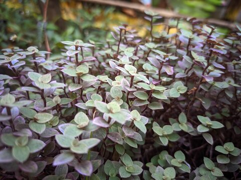Callisia repens, also known as creeping inchplant or turtle vine, is a succulent creeping plant from the family Commelinaceae. This species comes from Central and South America.