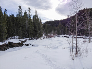 Snowy Forest Trail with Evergreen Trees