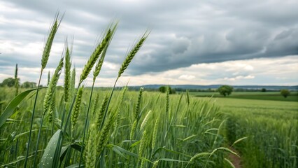 Fototapeta premium Green Wheat Field Under Cloudy Sky