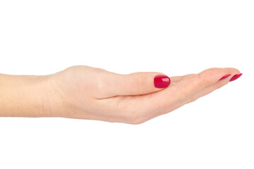 Female Hand with Red Manicure in Slightly Curved Offering Gesture on White Background