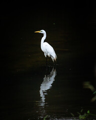 garça-branca - white heron reflecting in the water