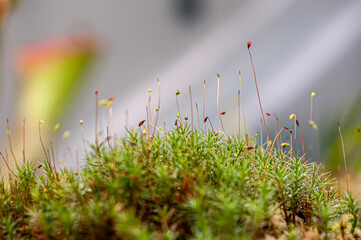 Green moss and sun