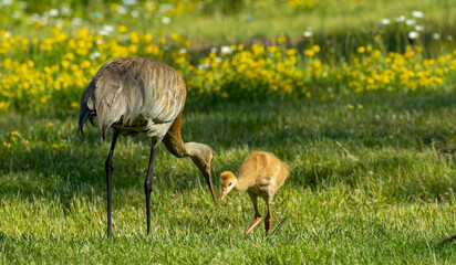 young baby sandhill crane chick with mother