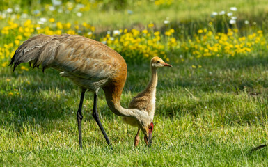 young baby sandhill crane chick with mother