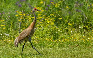 sandhill crane red crown close up © Jen