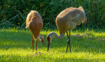 young baby sandhill crane chick with mother