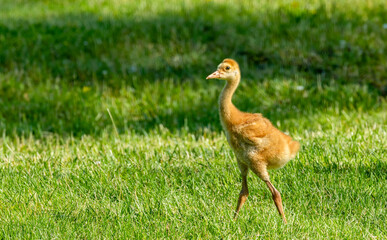 young baby sandhill crane chick with mother