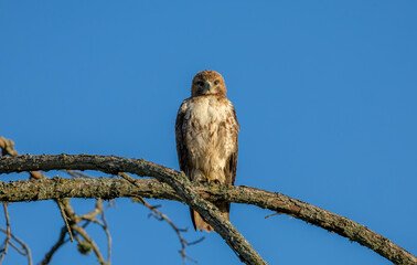 juvenile Cooper's hawk perched on branch