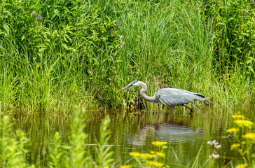great blue heron fishing on river