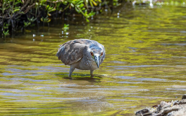 great blue heron fishing on river
