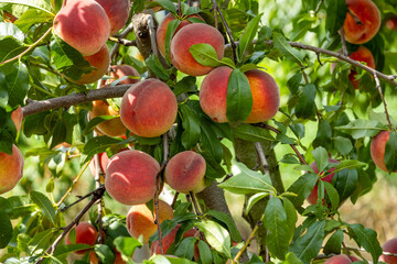 fresh peaches in farm orchard 