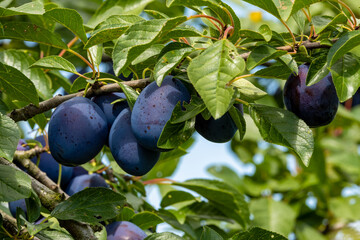 purple plumb tree in orchard 