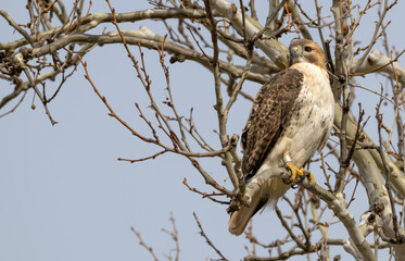 Portrait of a red-tailed hawk with a leg band perched in a tree.