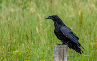 profile of black raven perched on post