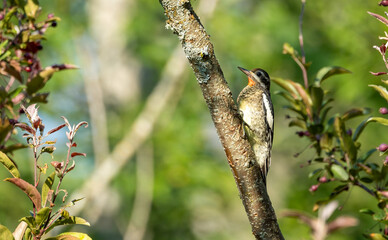 yellow bellied sapsucker perched on tree
