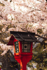 japanese lantern under cherry blossom in the garden © Xiao