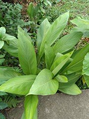Açafrao da terra suas raizes sao  medicinais  como anti inflamatorios. 