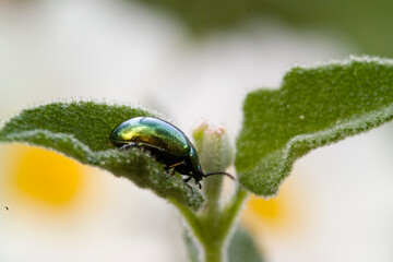 A mint leaf beetle, Chrysolina herbacea, on a mint leaf