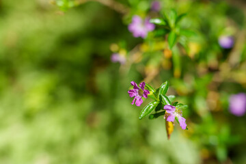 Close-up photo of a cute little purple cupea flower in bloom.