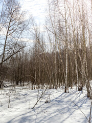 Snowy forest with bare trees and a clear blue sky