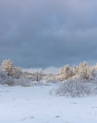 Snowy field with trees in the background