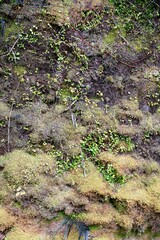 Wet Moss Wall – Lush Natural Green Texture
