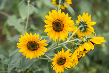 Obraz premium Mini sunflowers growing at a farm 