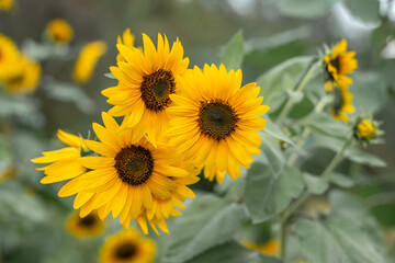 Mini sunflowers growing at a farm 