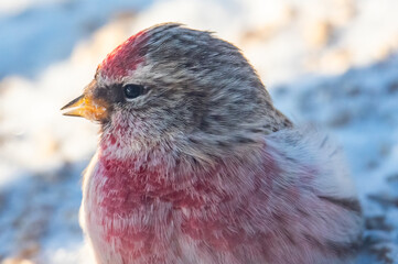 Common redpoll in the snow